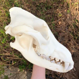 buy red wolf skull online