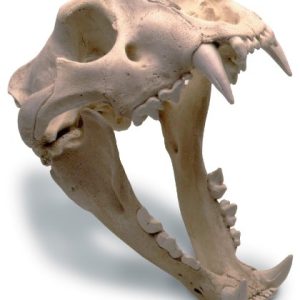 Buy Lion Skull Online