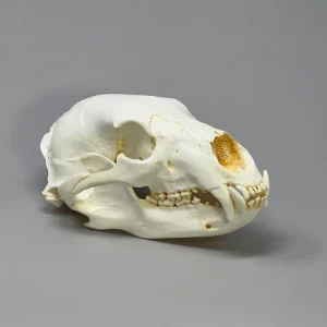 Buy Black Bear Skull Online