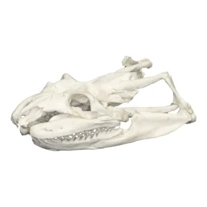 Buy Anaconda Skull