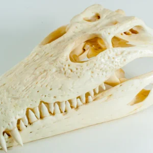 Buy Crocodile skull Online