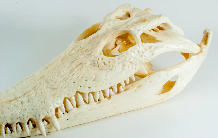 Buy Crocodile skull Online