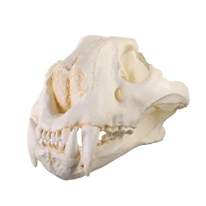 Buy Replica Teaching Quality Tiger Skull Online