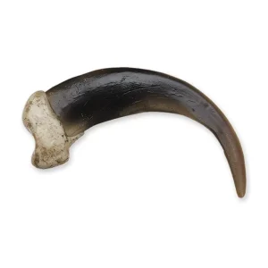 buy black bear claws