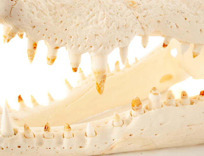 Crocodile Skull - Image 3