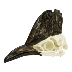 Buy Cassowary Skull Online