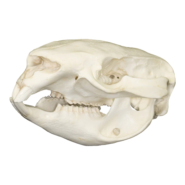 Buy Replica Wombat Skull Online