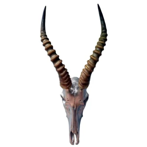 Buy Antelope Cranium- Deer Skull