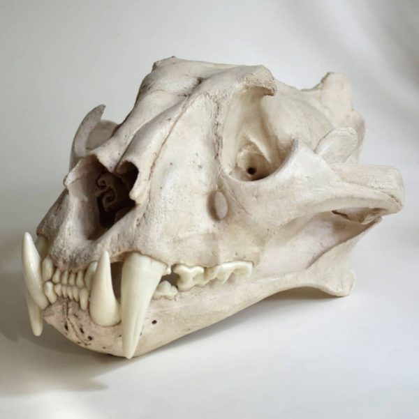 Real Tiger Skulls For Sale