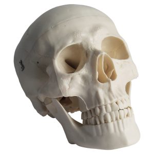 Human Skull